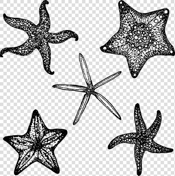 Starfish  Fish  Star  Ocean  Sea  Black  Simple  Summer   Estrella De Mar En Negro  HD Png DownloadTransparent PNG