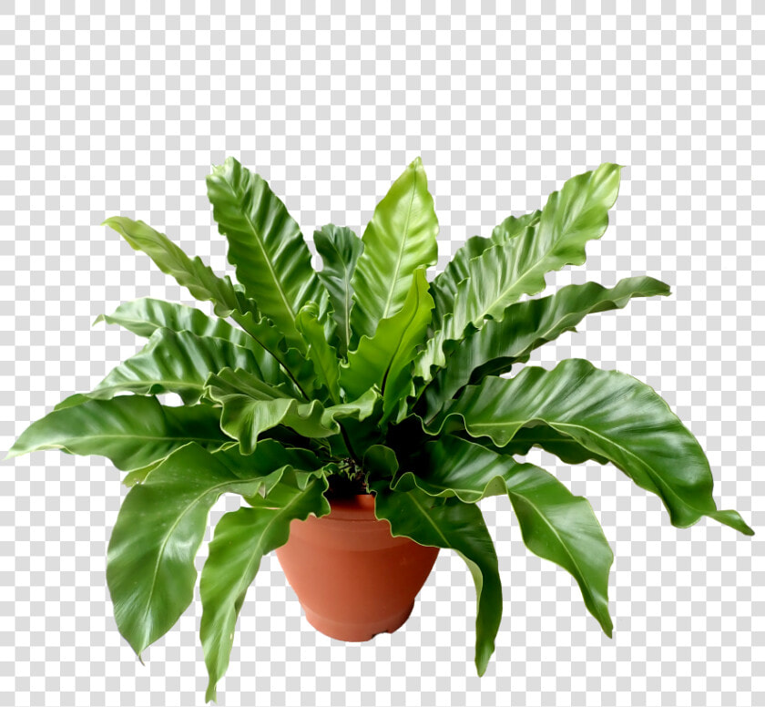 Flowerpot  HD Png DownloadTransparent PNG