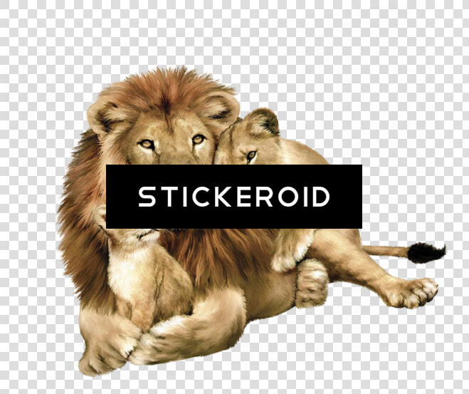 Gujarat Lions Logo   Lion With Its Family  HD Png DownloadTransparent PNG