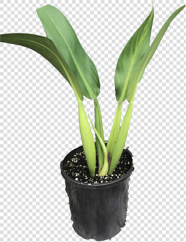 Transparent Philodendron Png   Philodendron Martianum Fat Boy  Png DownloadTransparent PNG