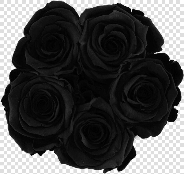 Transparent Black Roses Png   Black Roses Png  Png DownloadTransparent PNG