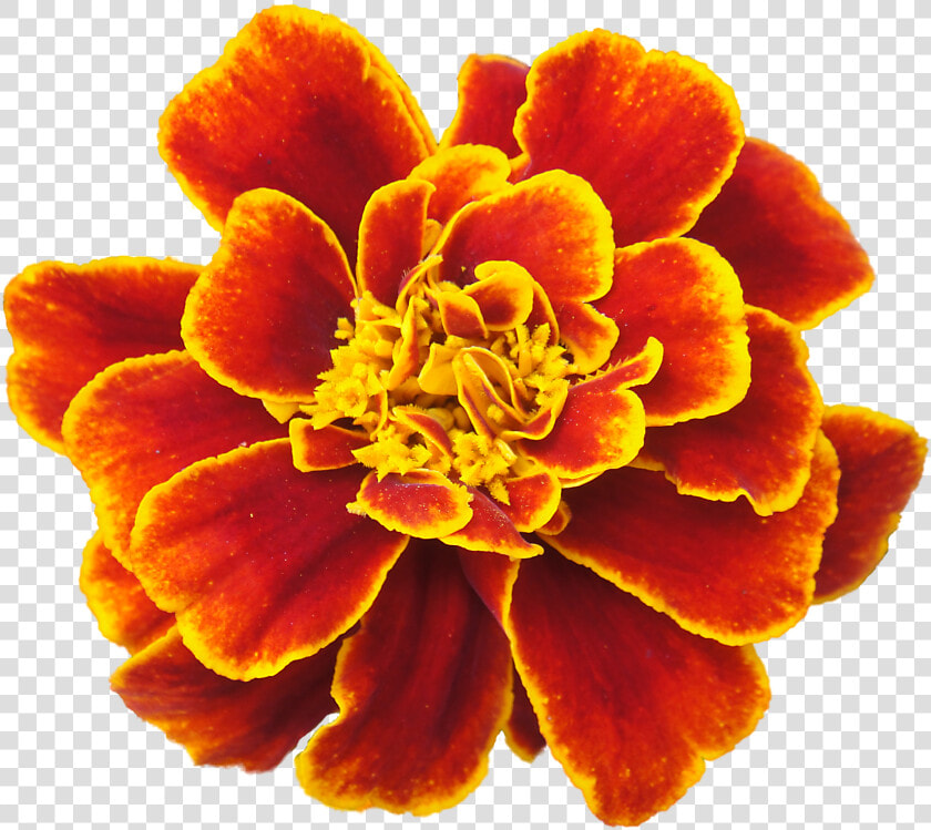 Clip Art Cempasuchil Flowers   Marigold Flower  HD Png DownloadTransparent PNG