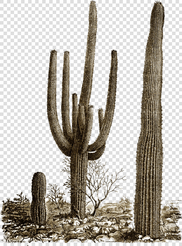 Cactus Png   Desert Cactus Png  Transparent PngTransparent PNG