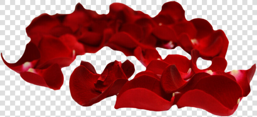 Flower Petals Png   Rose Petals Transparent Background  Png DownloadTransparent PNG