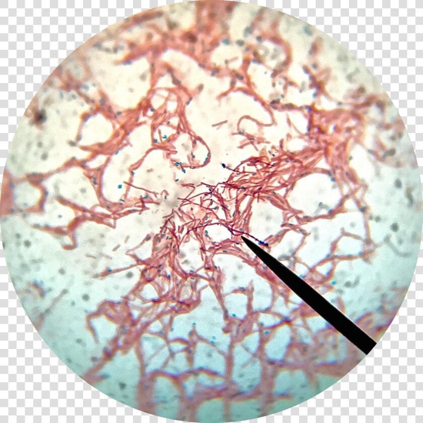 Bacillus Subtilis Endospore Stain  HD Png DownloadTransparent PNG