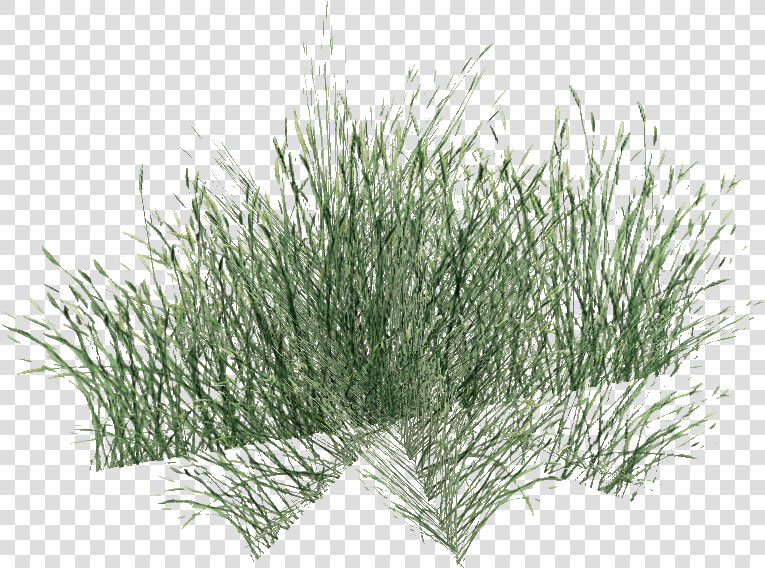 Long Grass Png Pic   Long Grass Png  Transparent PngTransparent PNG