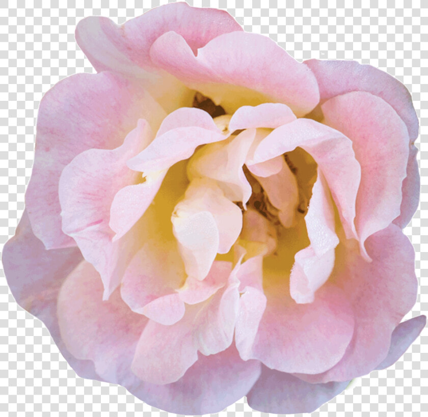 Peach Bloom   Floribunda  HD Png DownloadTransparent PNG