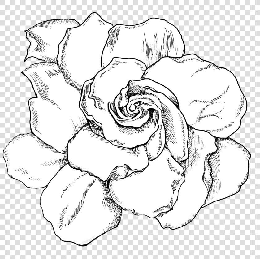 Transparent Gardenia Png   Gardenia Black And White  Png DownloadTransparent PNG