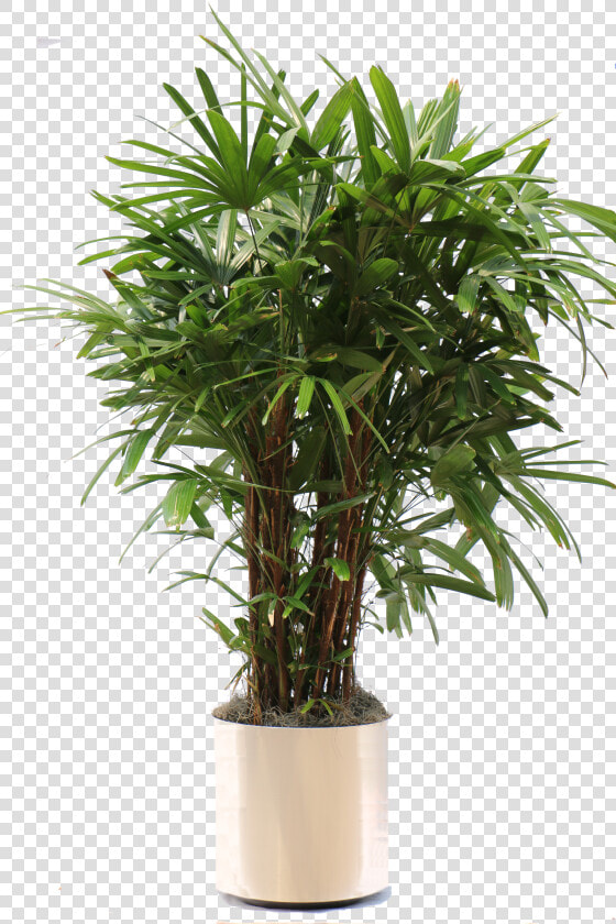 Overview Of The Many Plants We Can Bring To Your Office   Potted Plant Transparent Png  Png DownloadTransparent PNG