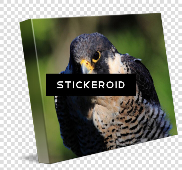 Peregrine Falcon Birds   Hawk  HD Png DownloadTransparent PNG