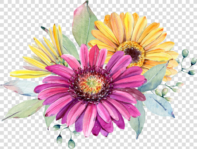 Chrysanthemum Flowers Png Image File   Watercolor Painting  Transparent PngTransparent PNG