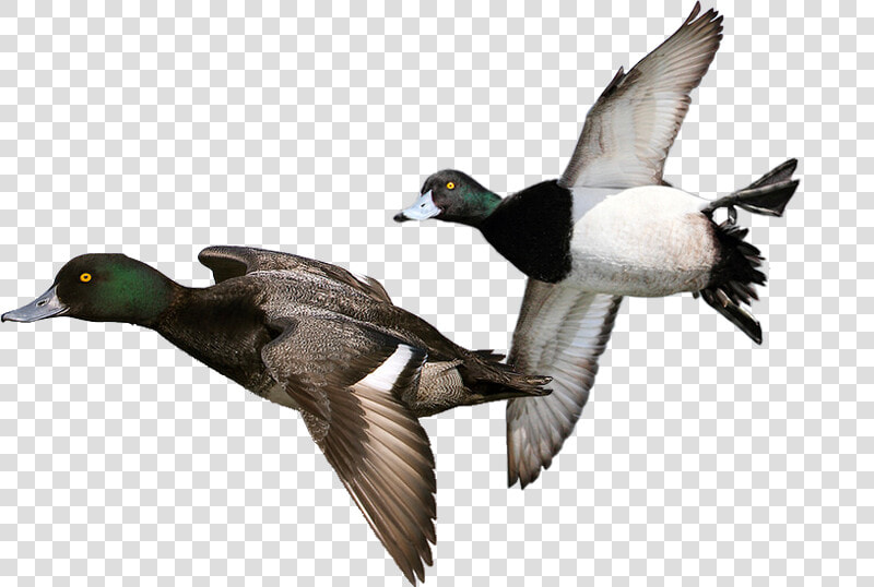 Duck Hunt Duck Png   Diver Duck  Transparent PngTransparent PNG