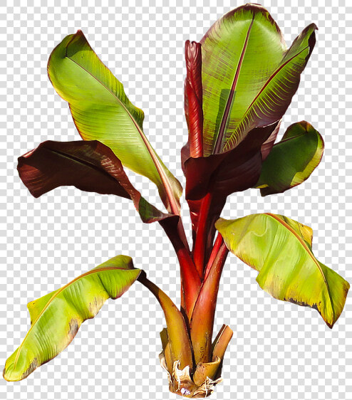 Nature  Plant  Banana  Banana Shrub  Leaves Perennial   Platano Planta Png  Transparent PngTransparent PNG