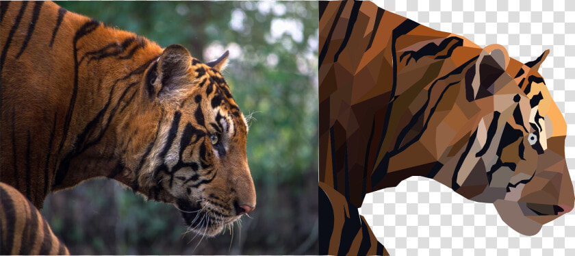 Image   Agitated Tiger  HD Png DownloadTransparent PNG