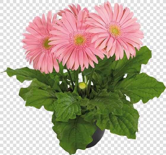 Barberton Daisy  HD Png DownloadTransparent PNG