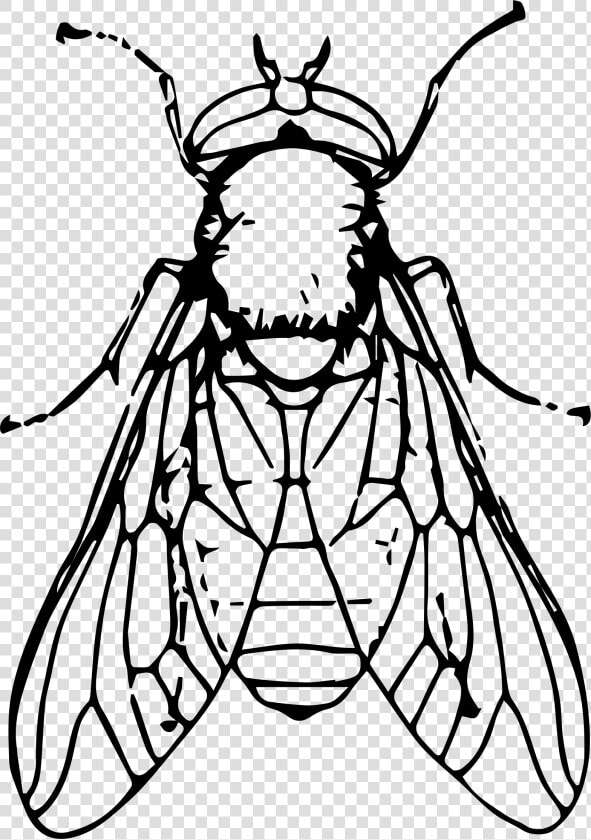 Black Horse Fly Png File   Clip Art Black And White Fly  Transparent PngTransparent PNG