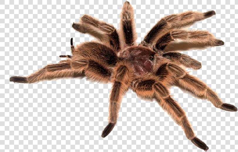 Spider Png Image   Transparent Tarantula  Png DownloadTransparent PNG