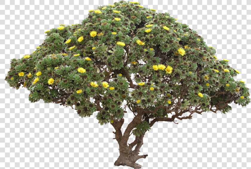 Flowering Shrub Png   Tree Png  Transparent PngTransparent PNG