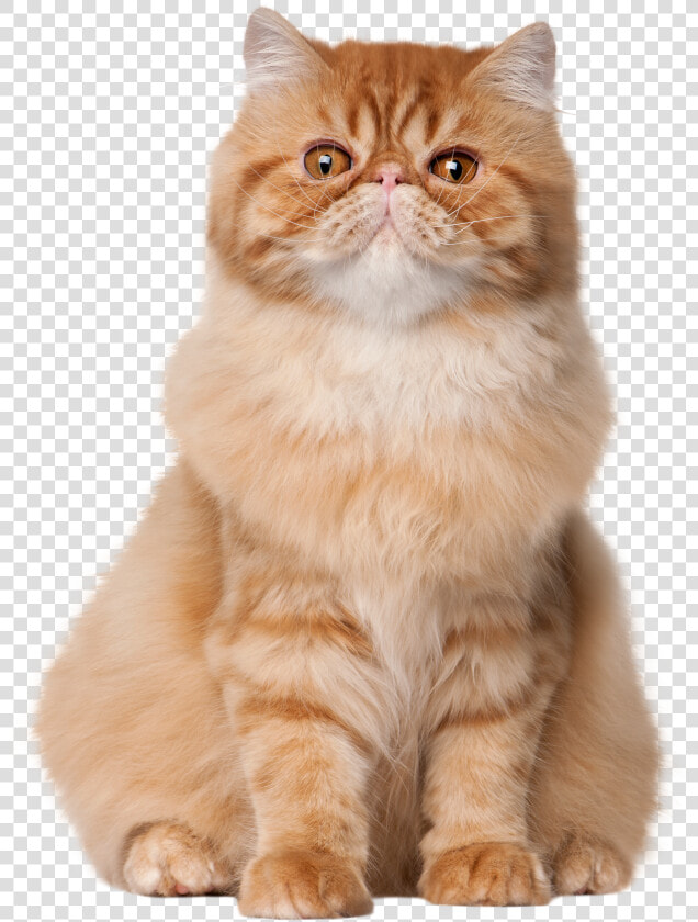 Sitting Cat Png Clip Art   Cat Sitting Down Hd  Transparent PngTransparent PNG