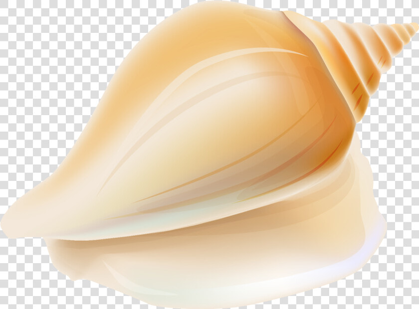 Seashell Shankha Transparent Conchology Png File Hd   Clipart Transparent Shell No Background  Png DownloadTransparent PNG