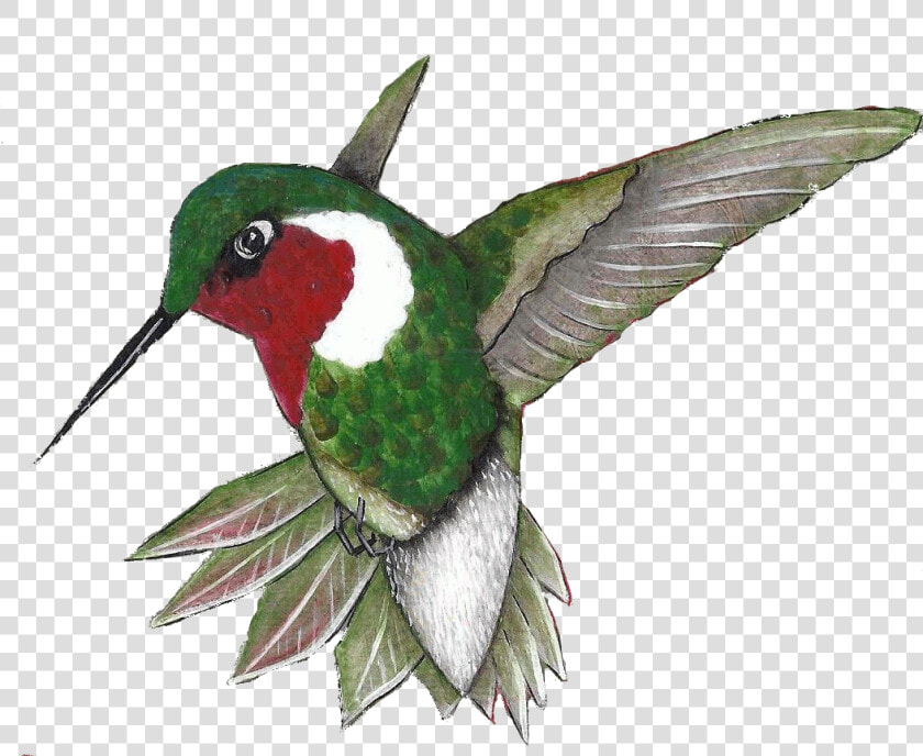 Click On The Sign Post For Additional Information About   Ruby throated Hummingbird  HD Png DownloadTransparent PNG