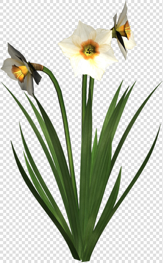 Free High Resolution Graphics And Clip Art   Нарцисс Png Клипарт  Transparent PngTransparent PNG