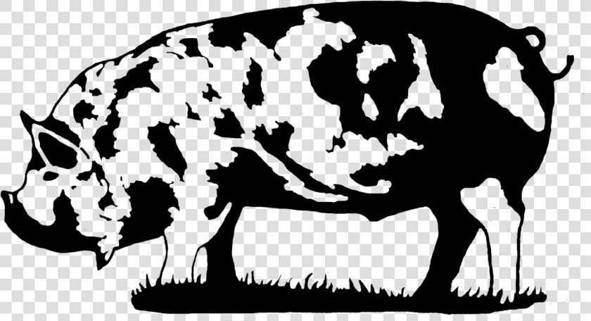 Competitive Advantage Business Solutions  Llc   Kune Kune Pig Black And White  HD Png DownloadTransparent PNG