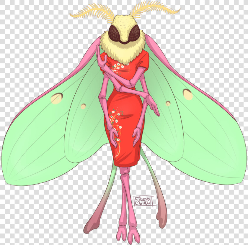 Cicada  HD Png DownloadTransparent PNG