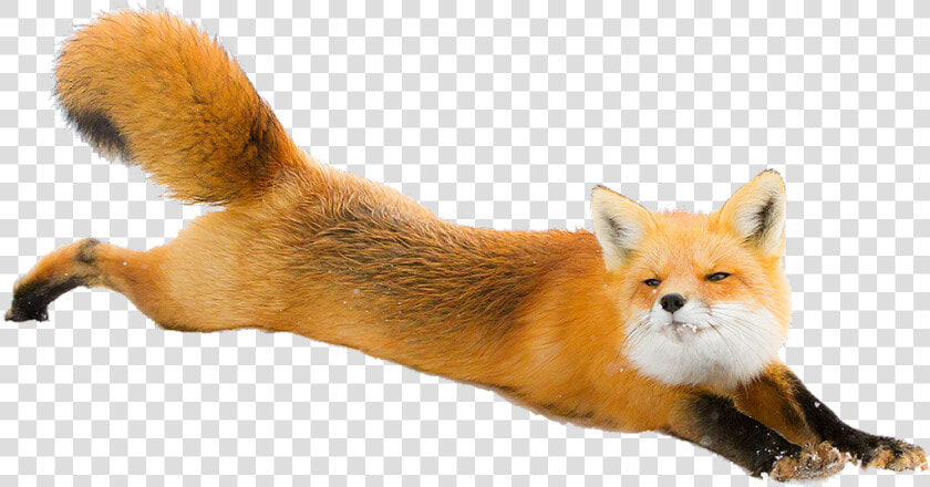  freetoedit  fox  nature  snow  animals  animal  running   Red Fox Png  Transparent PngTransparent PNG