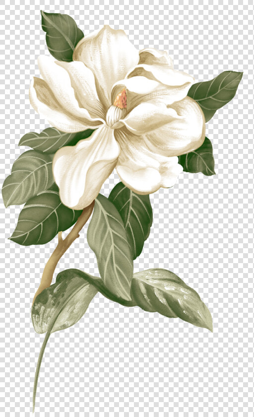 Fresh creative Gardenia small Flower Jasmine Illustration   Jasmine Flower Png  Transparent PngTransparent PNG