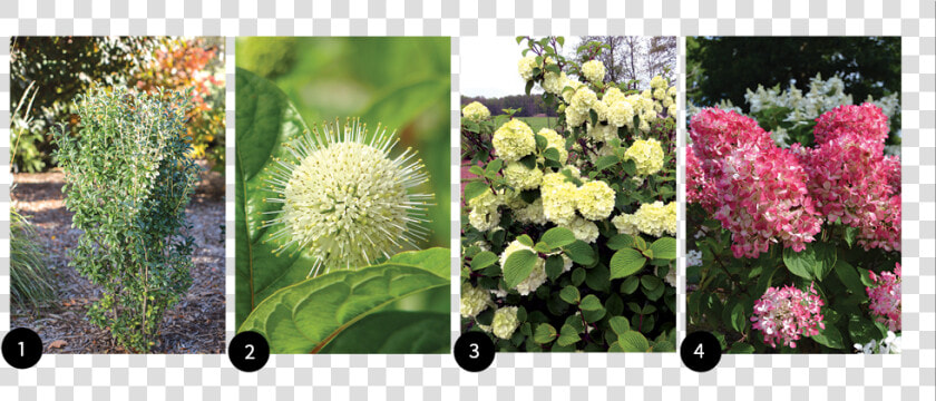 Hydrangea Serrata  HD Png DownloadTransparent PNG