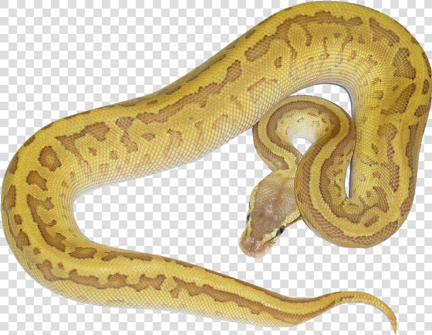 Serpent  HD Png DownloadTransparent PNG