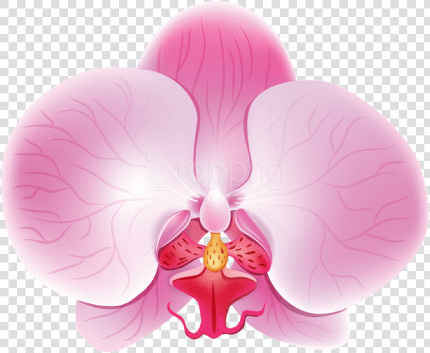 Free Png Download Orchid Pink Png Images Background   Розовая Орхидея Пнг  Transparent PngTransparent PNG