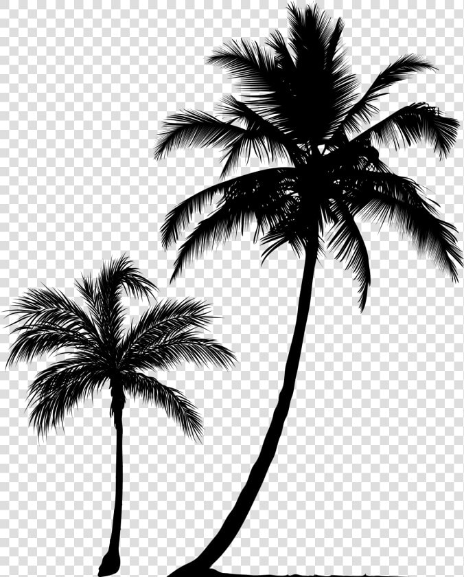 Arecaceae Tree Silhouette Clip Art   Coconut Tree Silhouette Png  Transparent PngTransparent PNG