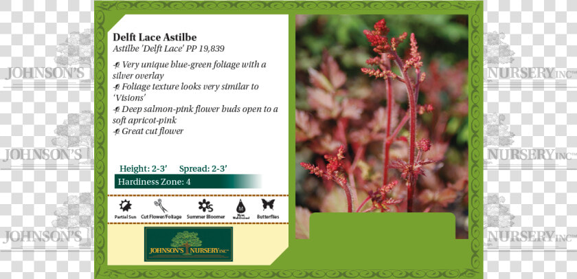 Delft Lace Astilbe Benchcard   Plant Stella D Oro Daylily  HD Png DownloadTransparent PNG