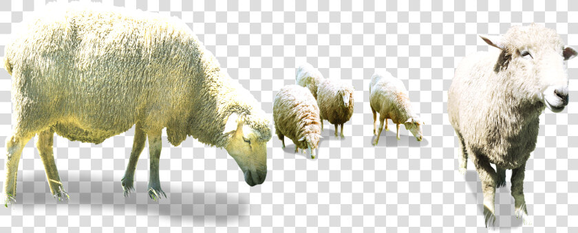 Flock Of Sheep Png   Sheep Herd Png  Transparent PngTransparent PNG