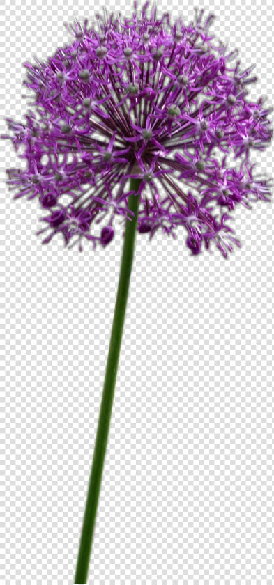 Allium Altissimum   Purple Allium Flower Png  Transparent PngTransparent PNG