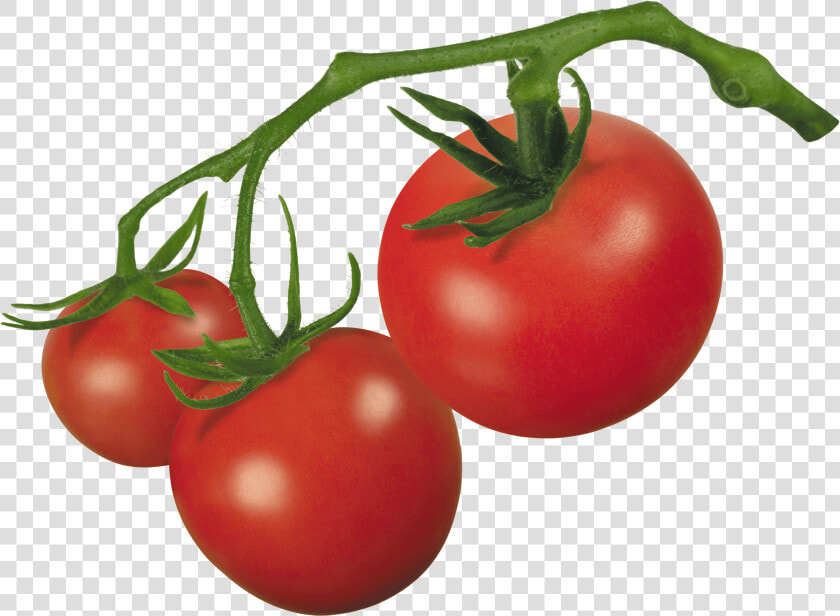 Parts Of A Tomato Plant Png   Tomato Clipart  Transparent PngTransparent PNG