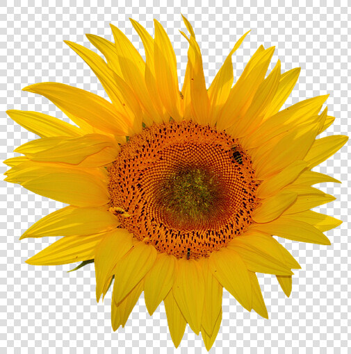 Sunflower Stickers Messages Sticker 5   Transparent Background Sunflower Clipart  HD Png DownloadTransparent PNG