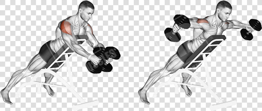 Incline Rear Lateral Raises  HD Png DownloadTransparent PNG