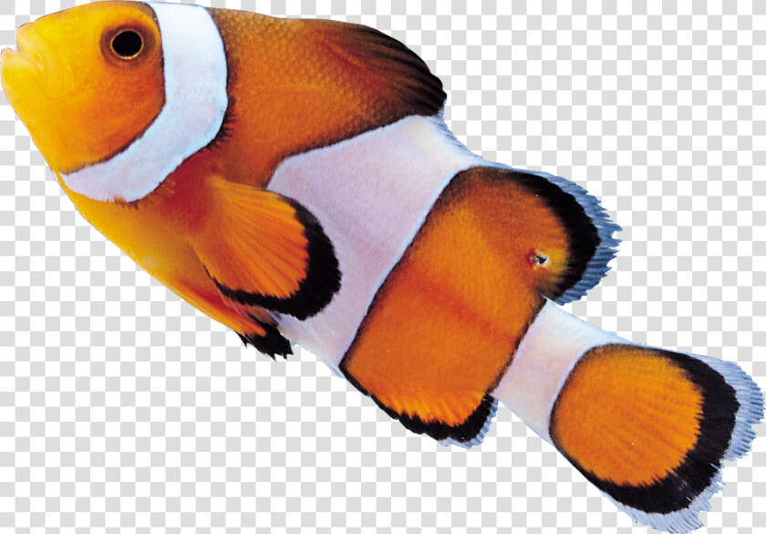 Clown Fish Png   Drawing A Clown Fish  Transparent PngTransparent PNG