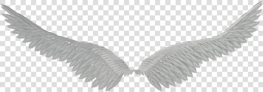 Transparent Angel Wings Png Tumblr   Aile Fond Transparent  Png DownloadTransparent PNG