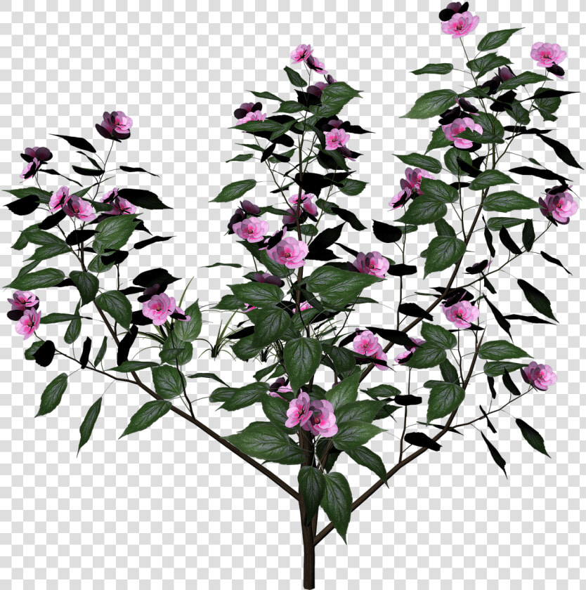 Bush Plant Flowers   Arbusto De Flores Png  Transparent PngTransparent PNG