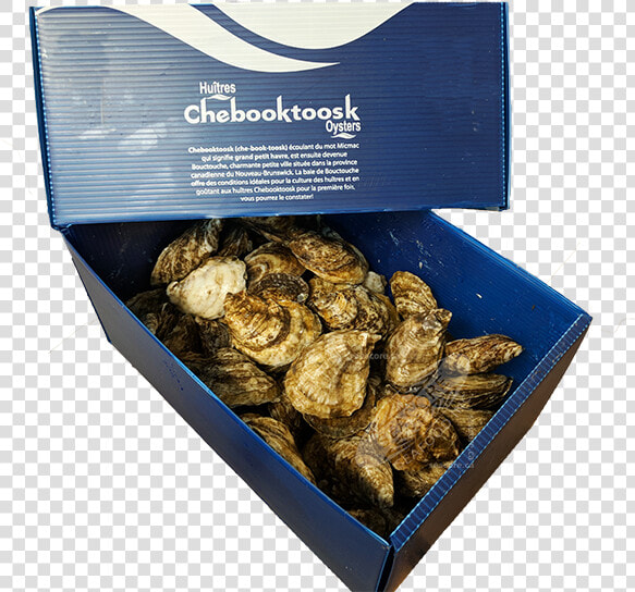 Chebooktoosk Oysters  HD Png DownloadTransparent PNG