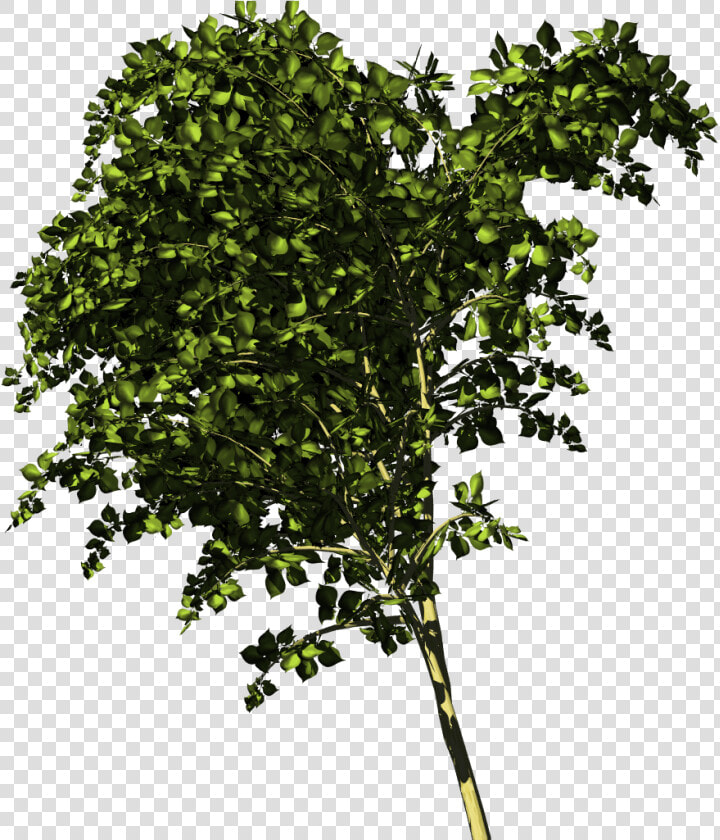 Twig  HD Png DownloadTransparent PNG