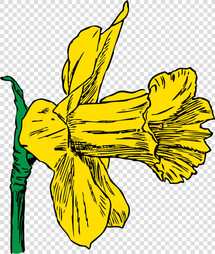 Daffodil   Daffodil Clip Art  HD Png DownloadTransparent PNG