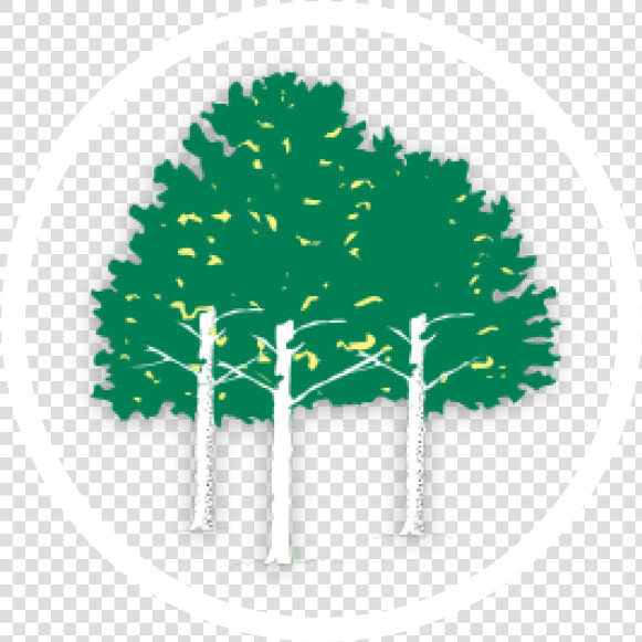 Aspen Ridge Golf Course   Sabal Palmetto  HD Png DownloadTransparent PNG