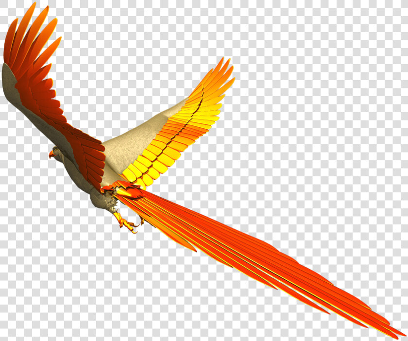 Free Photo Fly Colorful Parrot Isolated Flight   Colorful Birds Flying Png  Transparent PngTransparent PNG