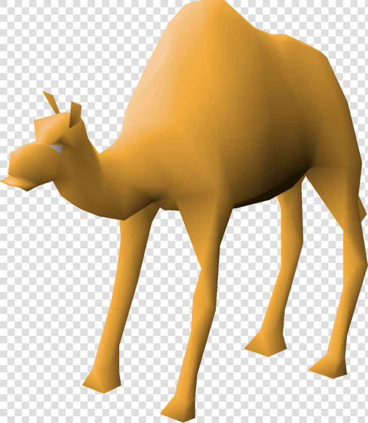 Arabian Camel  HD Png DownloadTransparent PNG