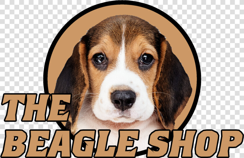 Beagle harrier  HD Png DownloadTransparent PNG